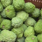 Produtores colhem safra de atemoia, uma fruta doce e com casca rugosa